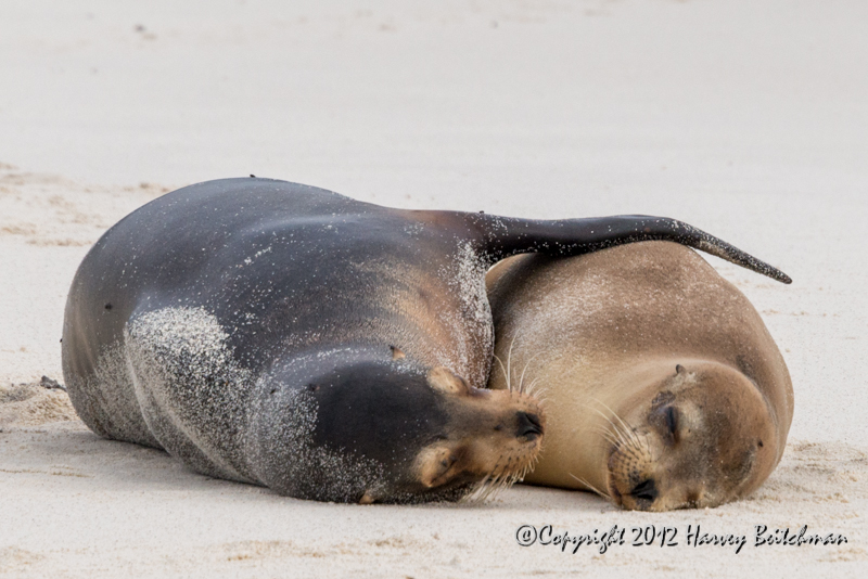 3318 Sea Lion Love.jpg